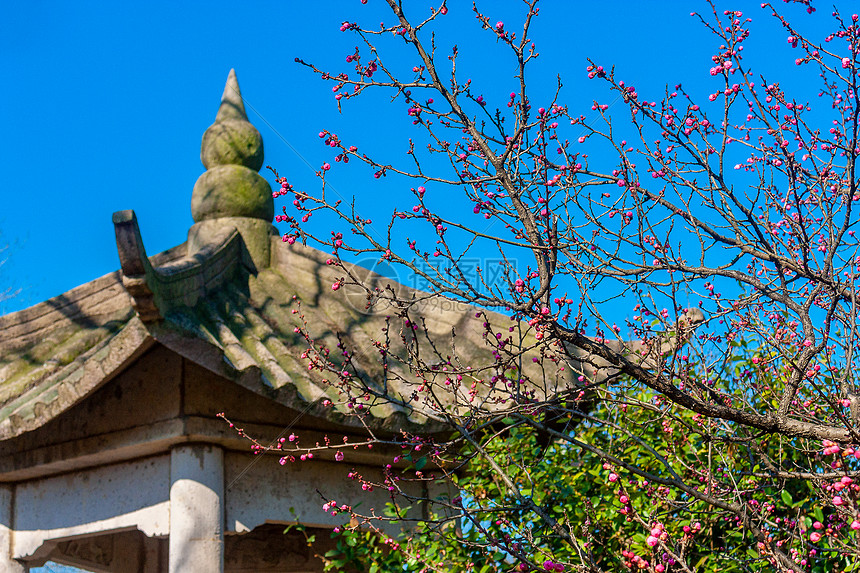 梅花与古建筑图片