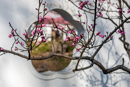 梅花与古建筑图片