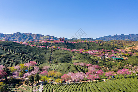 漳浦永福樱花园图片