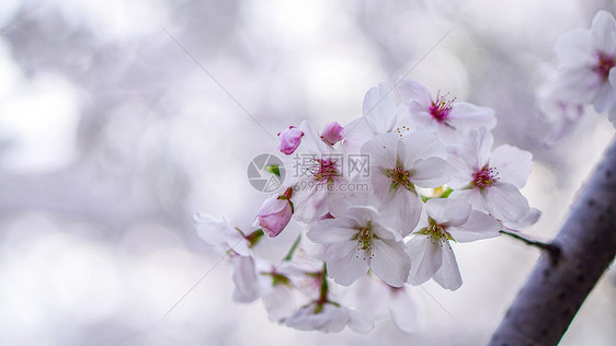 春天盛开的樱花图片