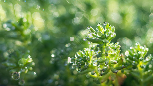 花与雨水湿润植物上的雨水背景