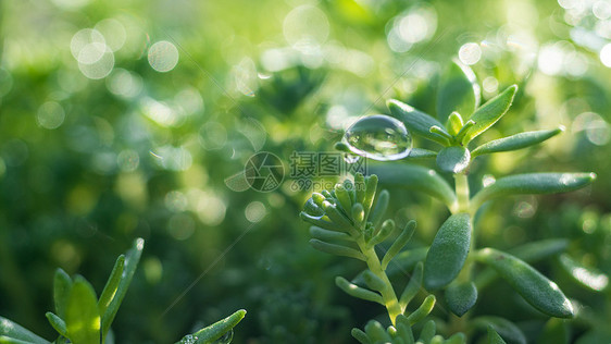 植物上的雨水图片