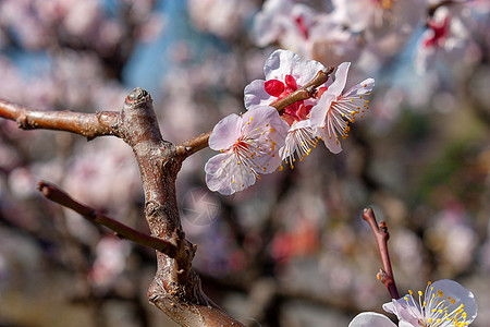 樱花图片