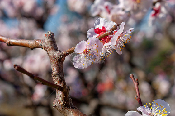 樱花图片