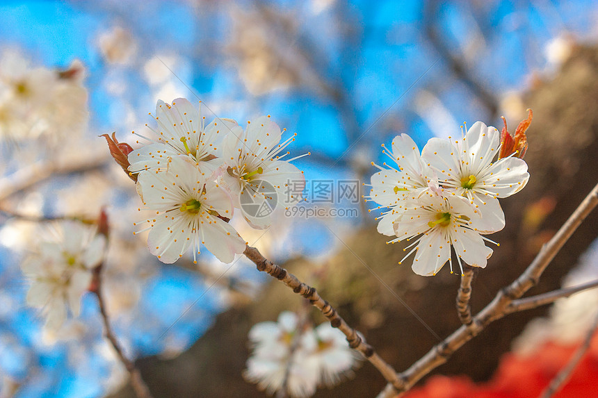 樱桃花与古建筑图片