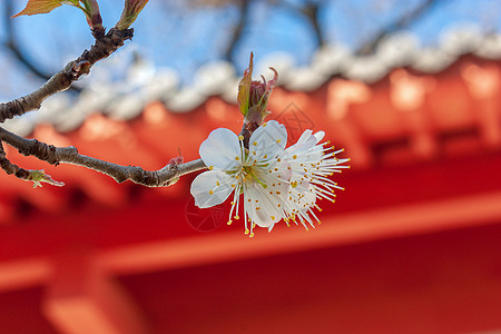 陶罐与樱花樱桃花与古建筑背景