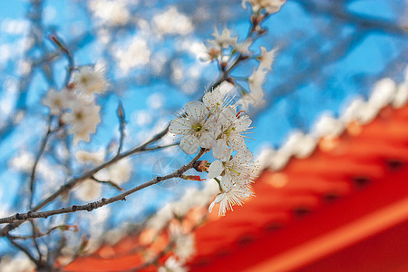 樱桃花与古建筑图片