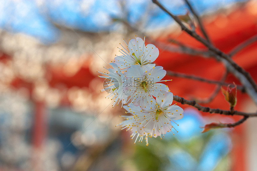 樱桃花与古建筑图片