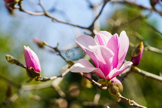 粉色玉兰花盛开图片