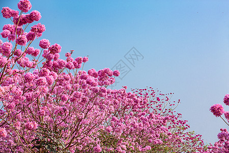 春天粉色浪漫紫色风铃花图片