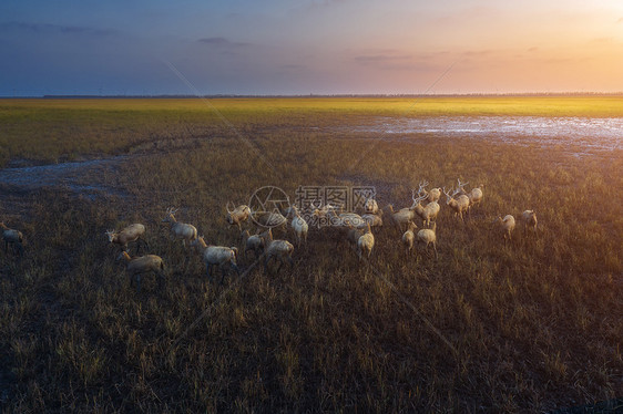 黄海湿地生态地貌图片