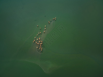 黄海湿地生态地貌图片