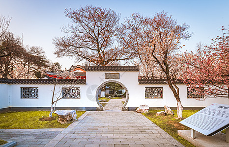 春天南京玄武湖樱洲樱桃花图片