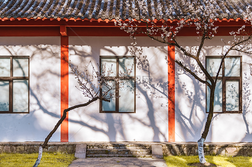 春天南京玄武湖樱洲樱桃花图片