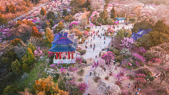 春天南京明孝陵景区梅花山的梅花图片