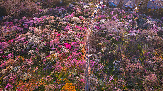 春天南京明孝陵景区梅花山的梅花图片