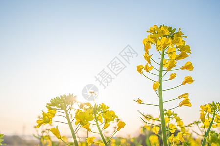 逆光油菜花图片