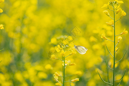 油菜花蝶恋花图片