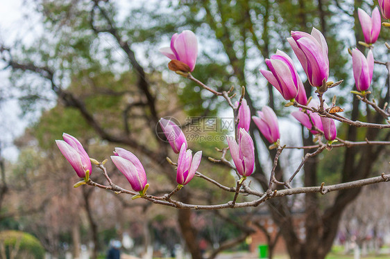 玉兰花图片