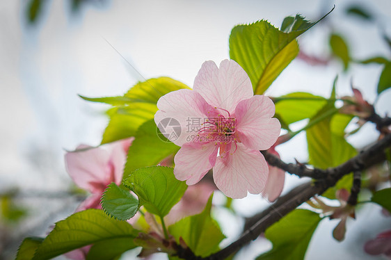 早春桃花图片