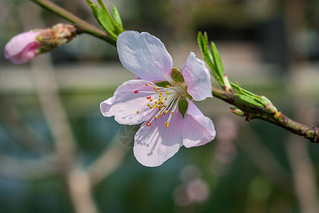 早春桃花图片