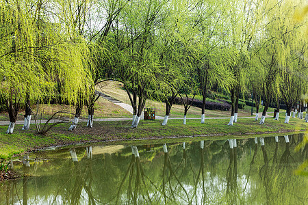 春天河堤边成排柳树背景图片