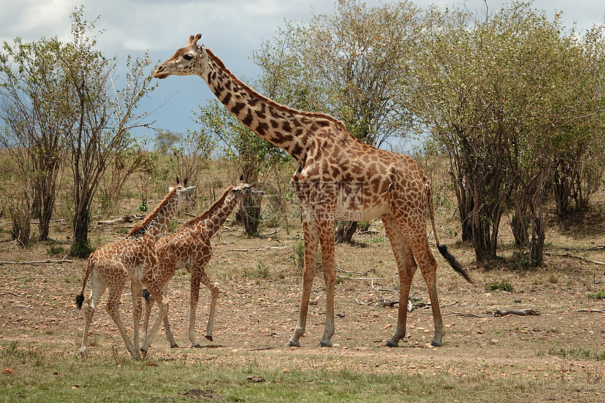 非洲肯尼亚马赛马拉国家公园长颈鹿图片