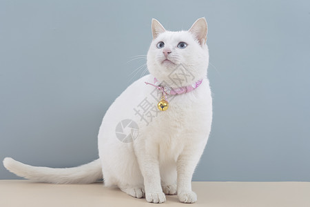 白猫背景 白猫摄影图片 白猫壁纸 摄图网
