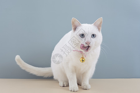白猫背景 白猫摄影图片 白猫壁纸 摄图网