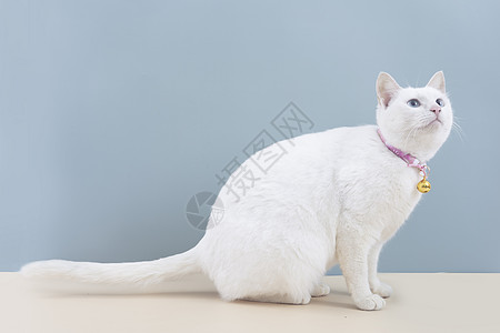 清新小猫咪肥猫白猫动物图片