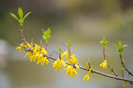 花色迎春花盛开图片