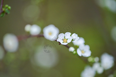 白色清新绣线菊图片
