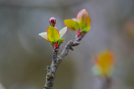 初春的植物冒新芽和花苞图片