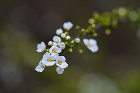 白色清新绣线菊图片