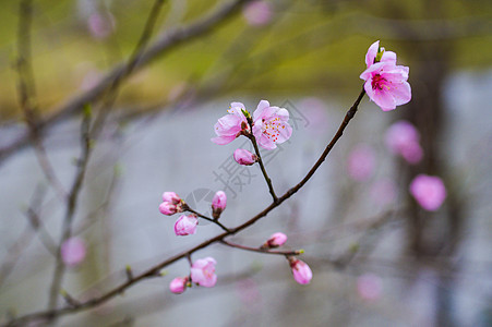 桃花朵朵开图片