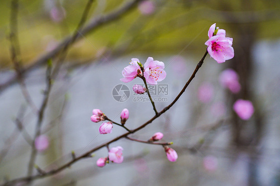 桃花朵朵开图片