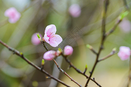 春天桃花朵朵开桃花朵朵开背景