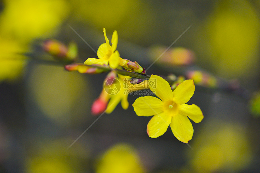 花色迎春花盛开图片