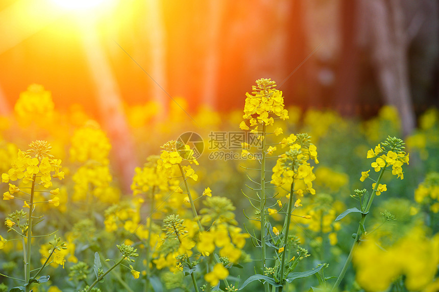 春天里的油菜花图片