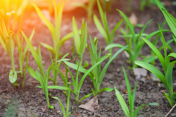 初春的植物冒新芽和花苞图片