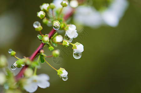 花苞上的水滴背景