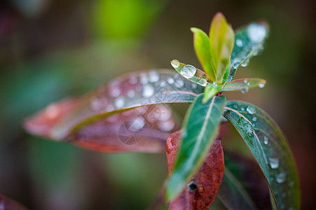 谷雨植物叶子上的水珠背景