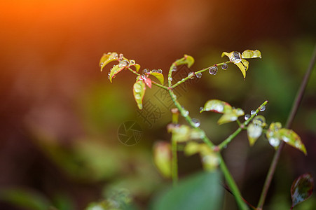 植物叶子上的水珠高清图片