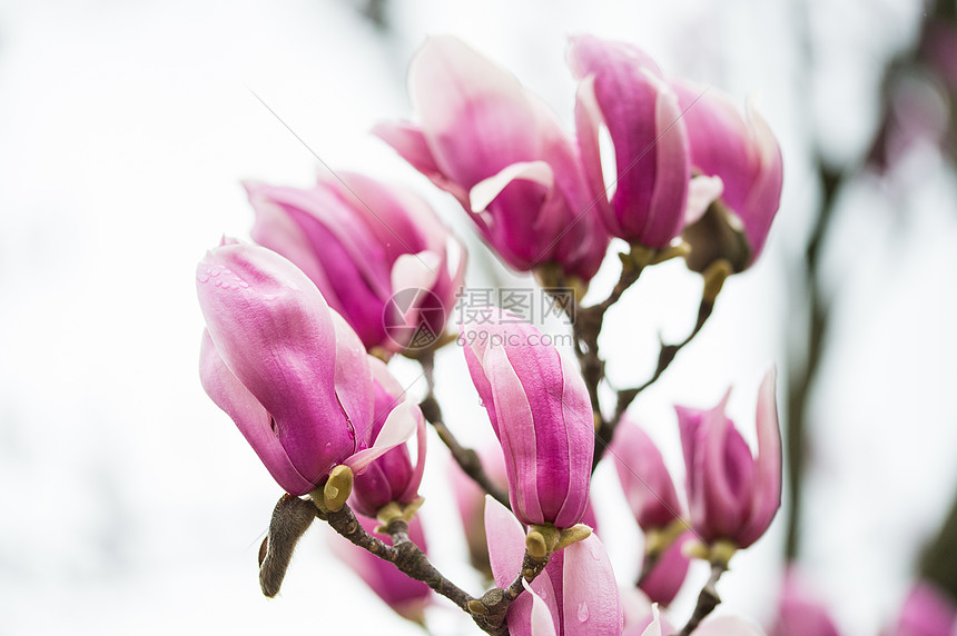 紫色玉兰花盛开高清图片下载-正版图片501723166-摄图网
