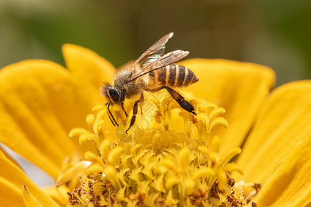 蜂儿采蜜蜜蜂采蜜背景