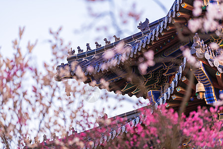 南京明孝陵景区梅花山梅花图片