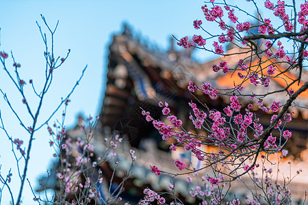 南京明孝陵景区梅花山梅花图片