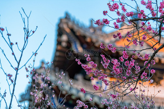 南京明孝陵景区梅花山梅花图片