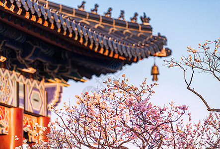 树与梅花素材南京明孝陵景区梅花山梅花背景