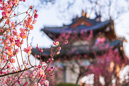 南京明孝陵景区梅花山梅花图片